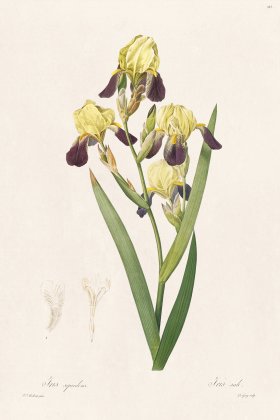 Les Liliacees Redoute 365