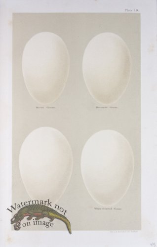 (image for) Seebohm Eggs 28