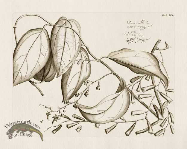 (image for) HORTUS VOl 08 47