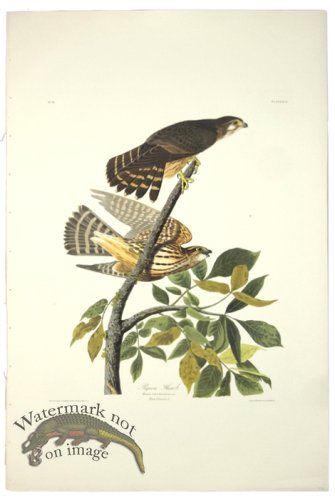 (image for) Pigeon Hawk