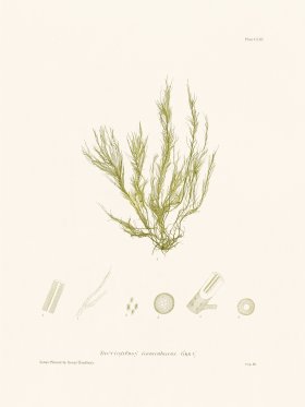 Bradbury Seaweed 161