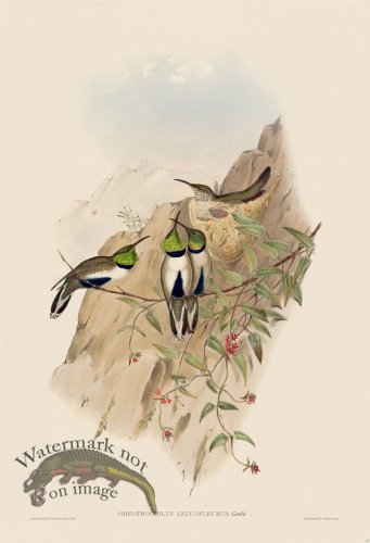 (image for) Gould Hummingbird 071