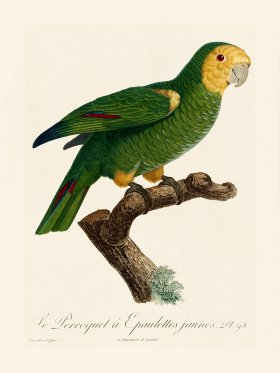 Barraband Parrot 098