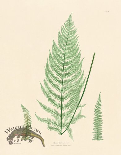 (image for) Bradbury Fern 11