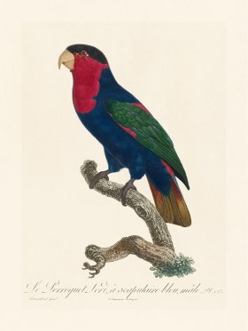 Barraband Parrot 123