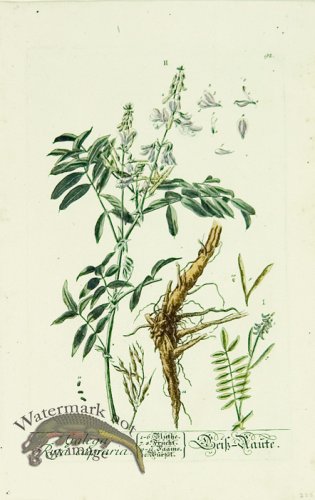 (image for) Blackwell German 096