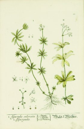 Blackwell German 243