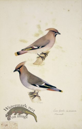 (image for) 90 Swedish Birds . Lanius Garrulus, European Roller, Shrike