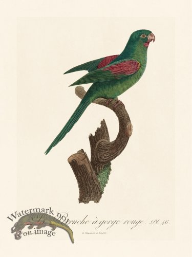 (image for) Barraband Parrot 046