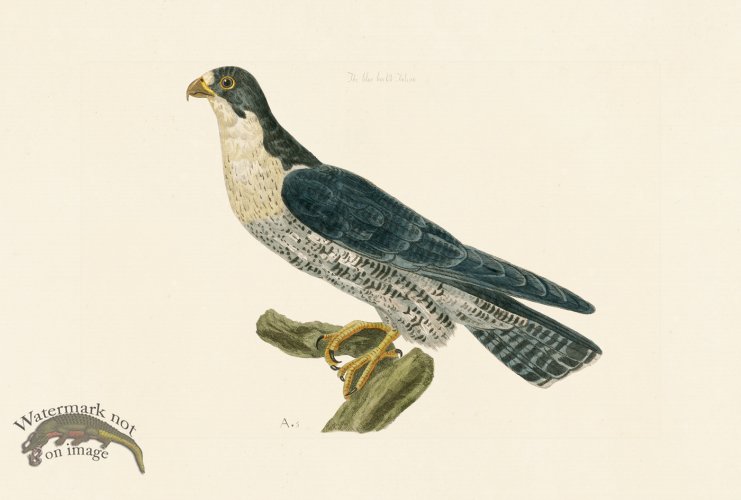 (image for) Pennant Zoology 133