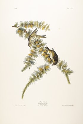 Pine Finch