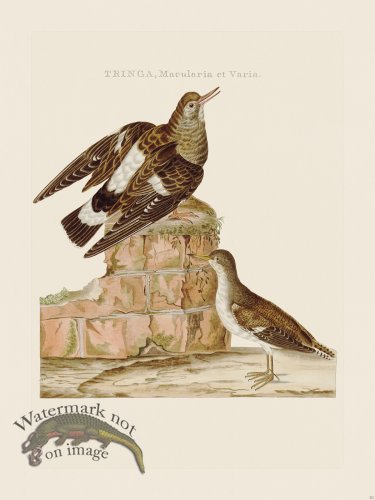 (image for) Nozeman Bird 222