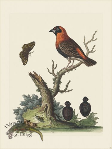 (image for) Edwards 178 