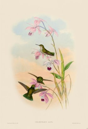 Gould Hummingbird 357