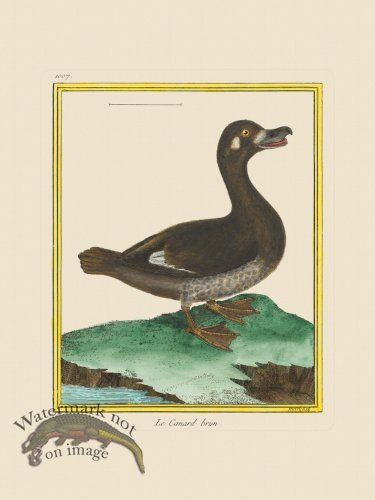 (image for) Martinet Bird 1007