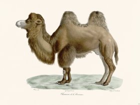 Cuvier 078 Camel of Bactria