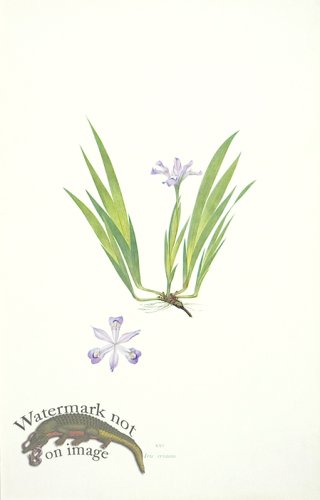 (image for) Dykes Iris 31