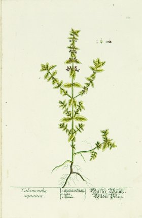 Blackwell German 261