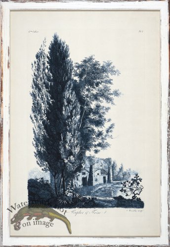 (image for) Blue Trees in Distressed White 11