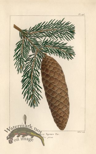 (image for) Norway Spruce Fir