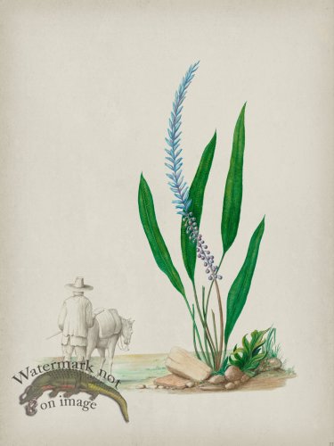 (image for) Andean Botanicals 033