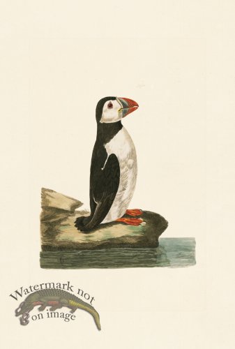 (image for) Pennant Zoology 067