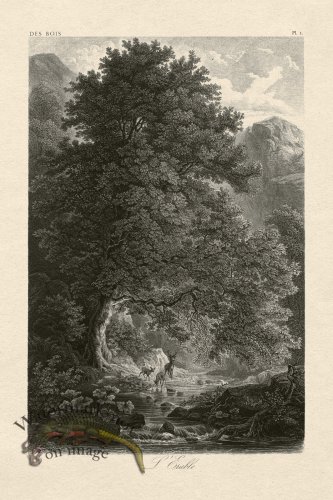 (image for) Hoefer Tree 01