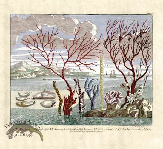 (image for) Valentijn 19 Coral