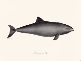 Cuvier 427 Marsoun Of Cape