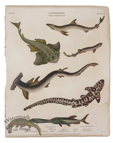 (image for) Hammerhead Zebra Angel Shark