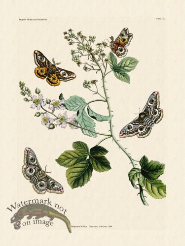 (image for) Wilkes Butterflies 071