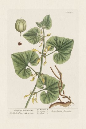 BEE 255 Creeping Birthnort