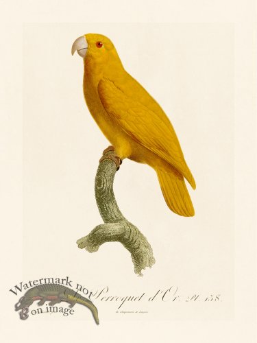 Barraband Parrot 138