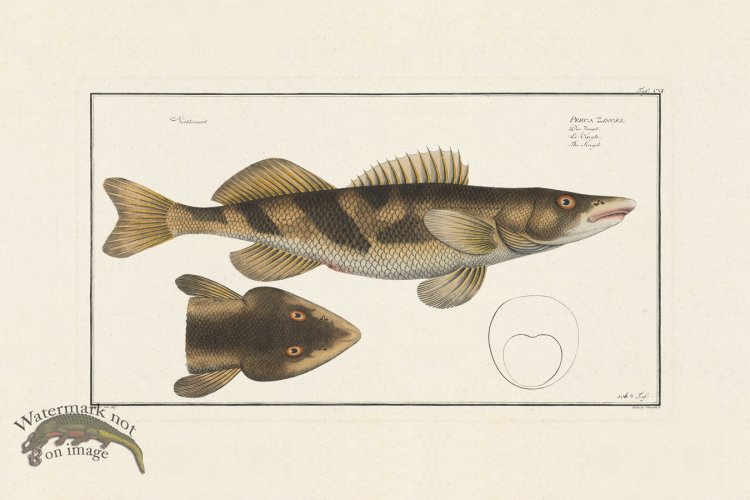 (image for) BLOCH FISH 106