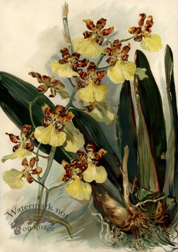 (image for) orchid 04