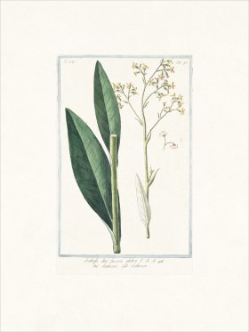 Bonelli 695 Devilsbit