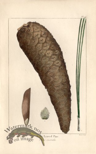 (image for) Long Leaved Pine