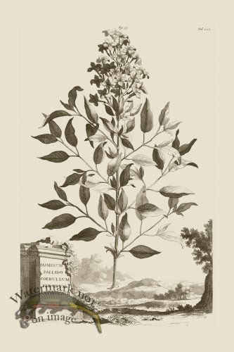 (image for) Abraham Munting 057