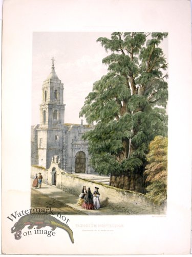 (image for) Lawson Tree 12