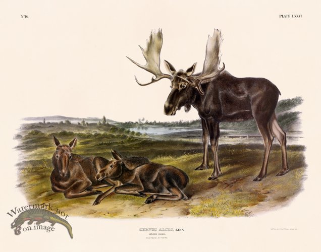 (image for) 76 Moose Deer