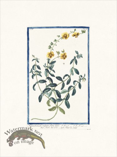 (image for) Bonelli 378 Rock-rose