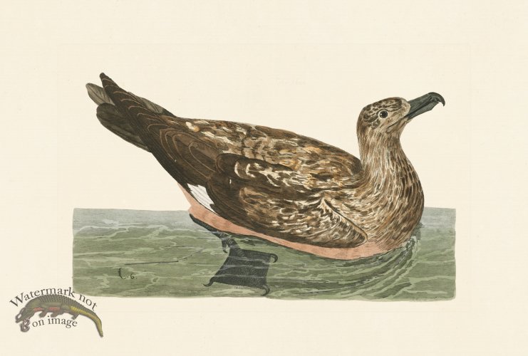 (image for) Pennant Zoology 053