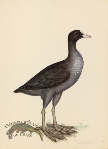 (image for) EURASIAN COOT . PL 24