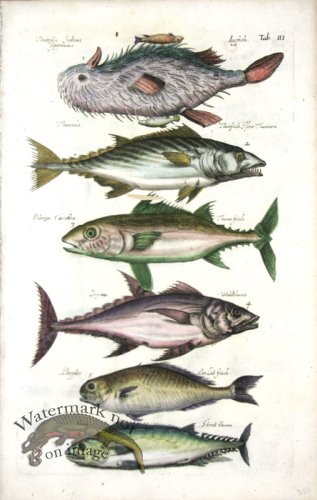 (image for) 1660_Sea_life_07