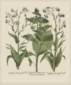 Besler 242 Colored B2