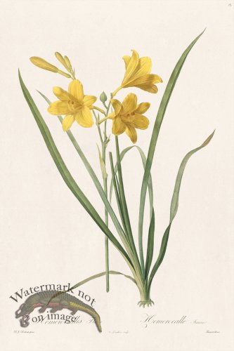 (image for) Les Liliacees Redoute 015