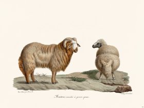 Cuvier 142 Sheep Variety