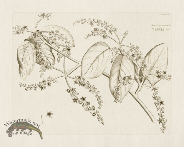 (image for) HORTUS VOL 04 62