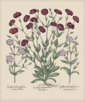 Besler 251 Colored B2