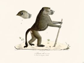 Cuvier 329 Chacma Very Old Male